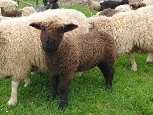 Image of lamb showing the Paddington Blue colour patter