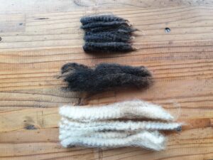 Image of three locks from different fleeces fleece