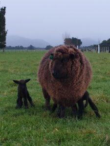 Image of coloured sheep with twin lambs