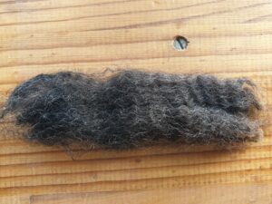 Image of a lock of the ewe's fleece