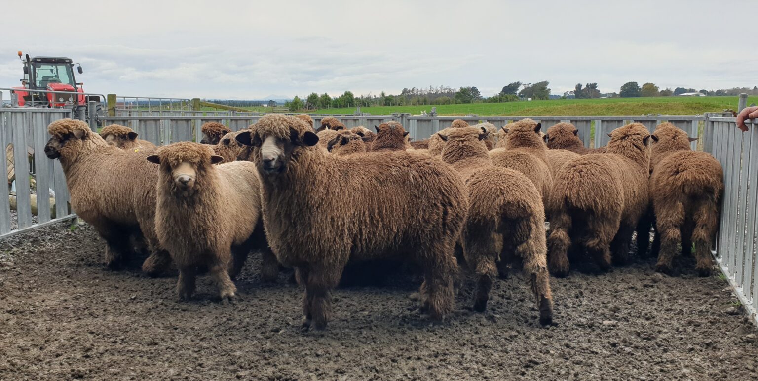 Numbers of Coloured Sheep in New Zealand Black and Coloured Sheep