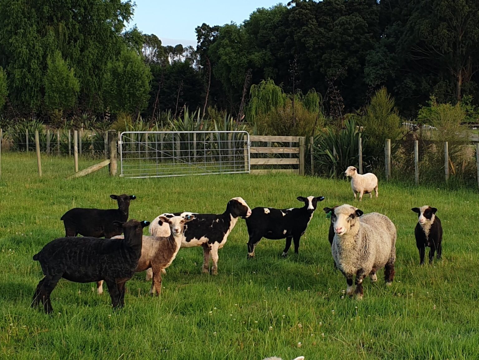 Numbers of Coloured Sheep in New Zealand Black and Coloured Sheep